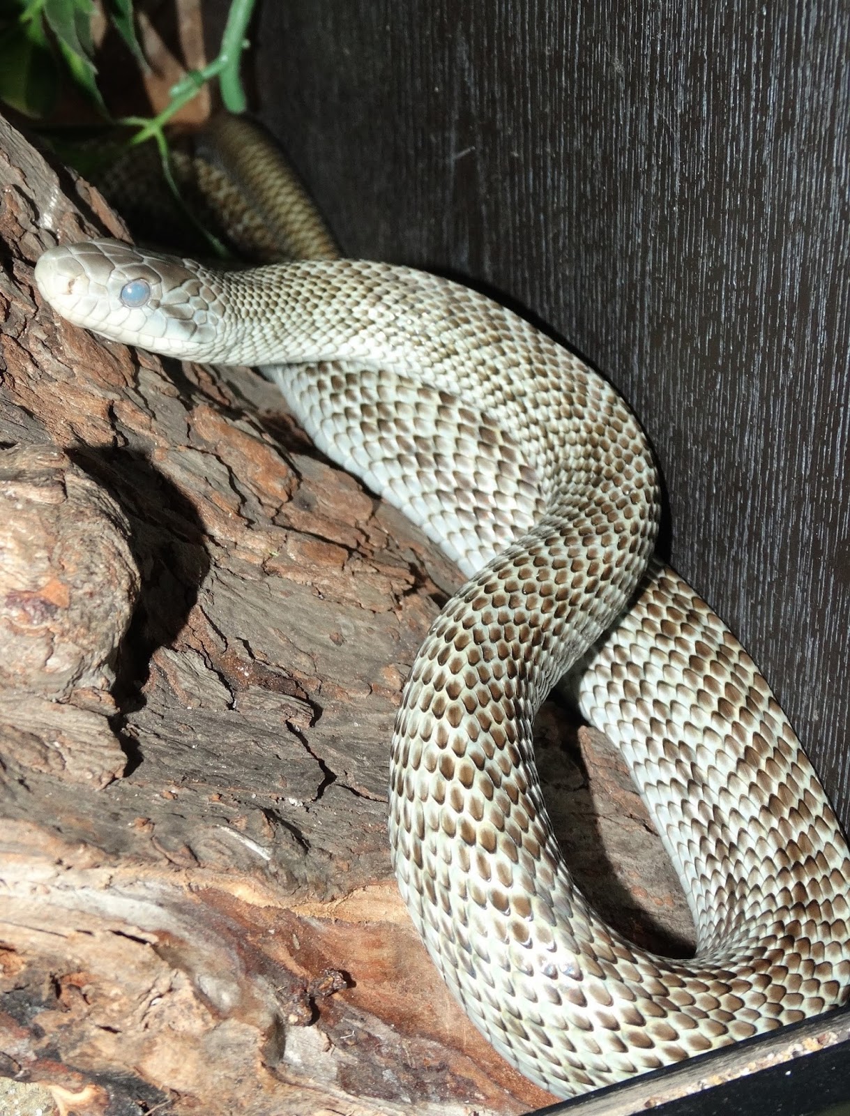 Reptiles Amphibians & Fish JAPANESE RAT SNAKE ELAPHE CLIMACOPHORA