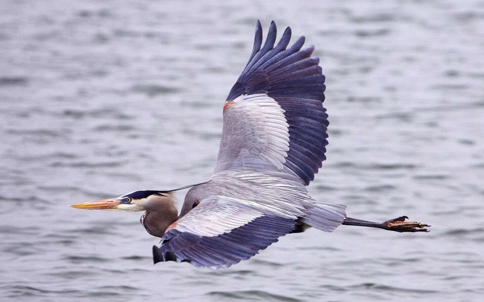 wallpapers: Great Blue Heron Bird Wallpapers