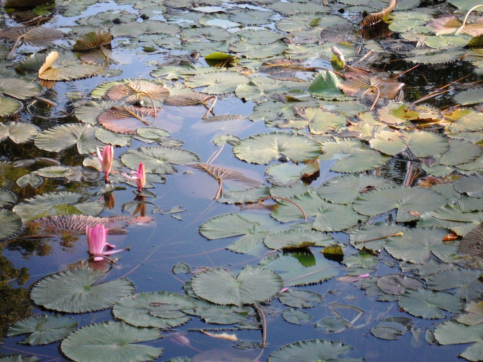 In Visibile Ama La Vita