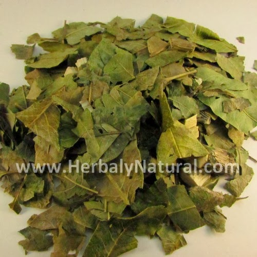 Herbolaria en Merida, Herbal y Natural Hojas de Zapote Blanco