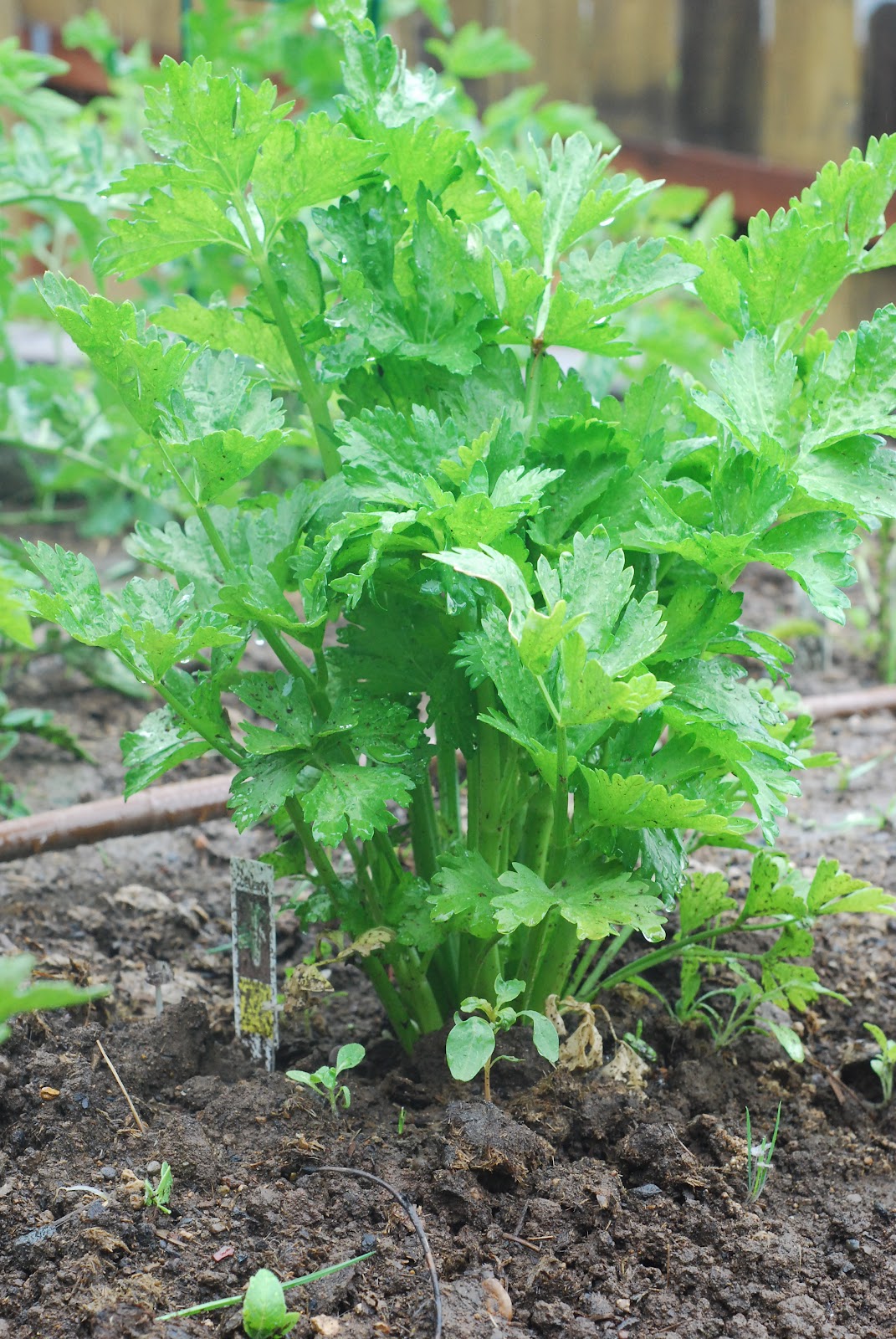 Moss Moments first harvest radishes!!