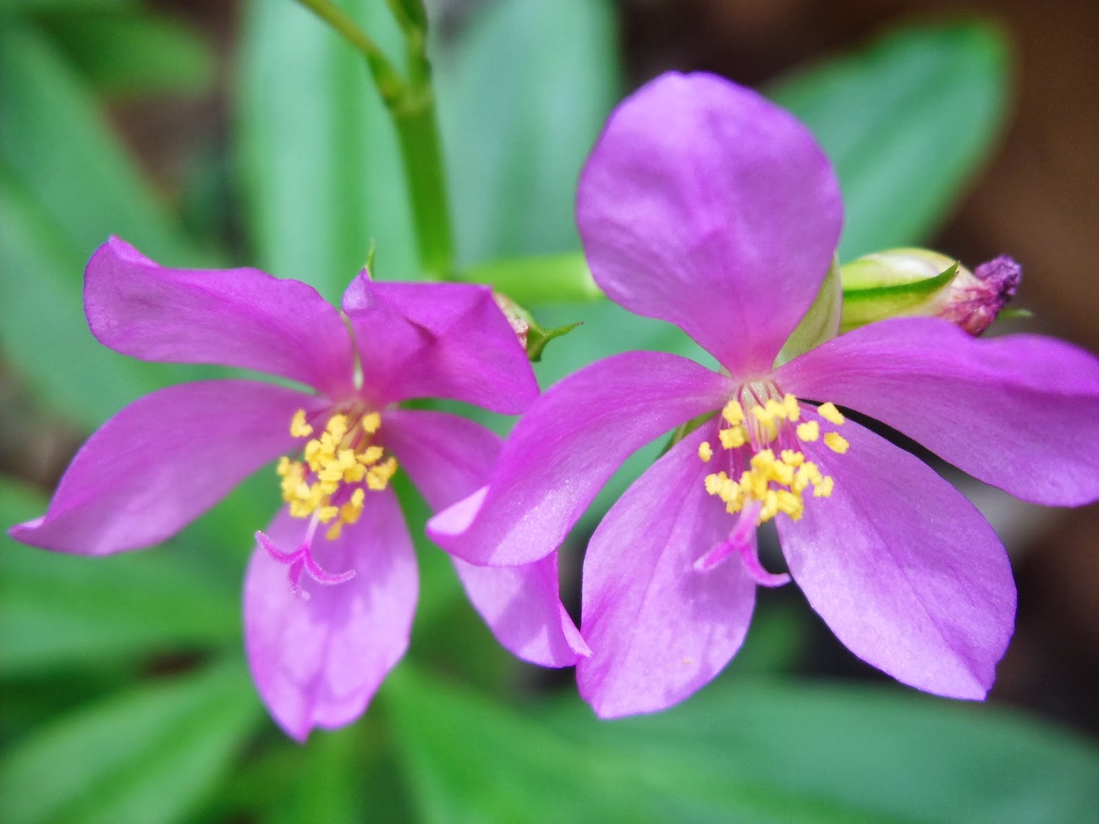 Exotic Plants in Indonesia Flowers Gallery