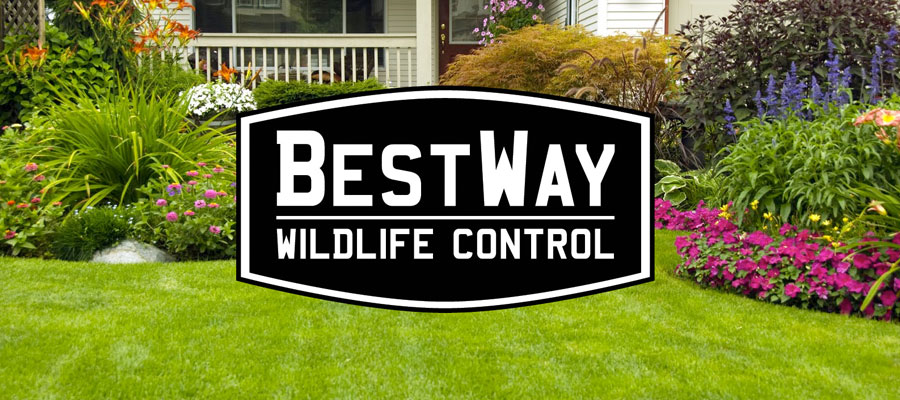 BestWay Wildlife Control