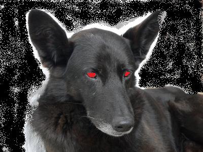 Black Dog Gravyard Black Dog Gravyard