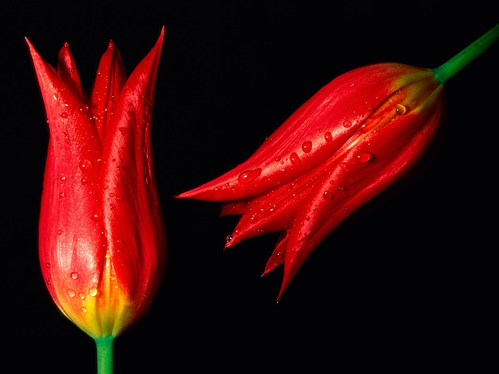 red flowers wallpaper red flowers wallpaper red flowers wallpaper red flowers wallpaper red flowers wallpaper red flowers wallpaper