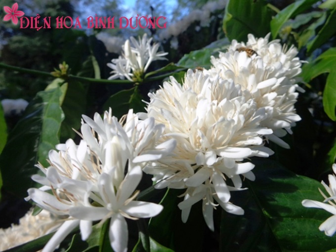 [Image: Dam-sac-huong-voi-hoa-ca-phe-trai-mua-1.jpg]