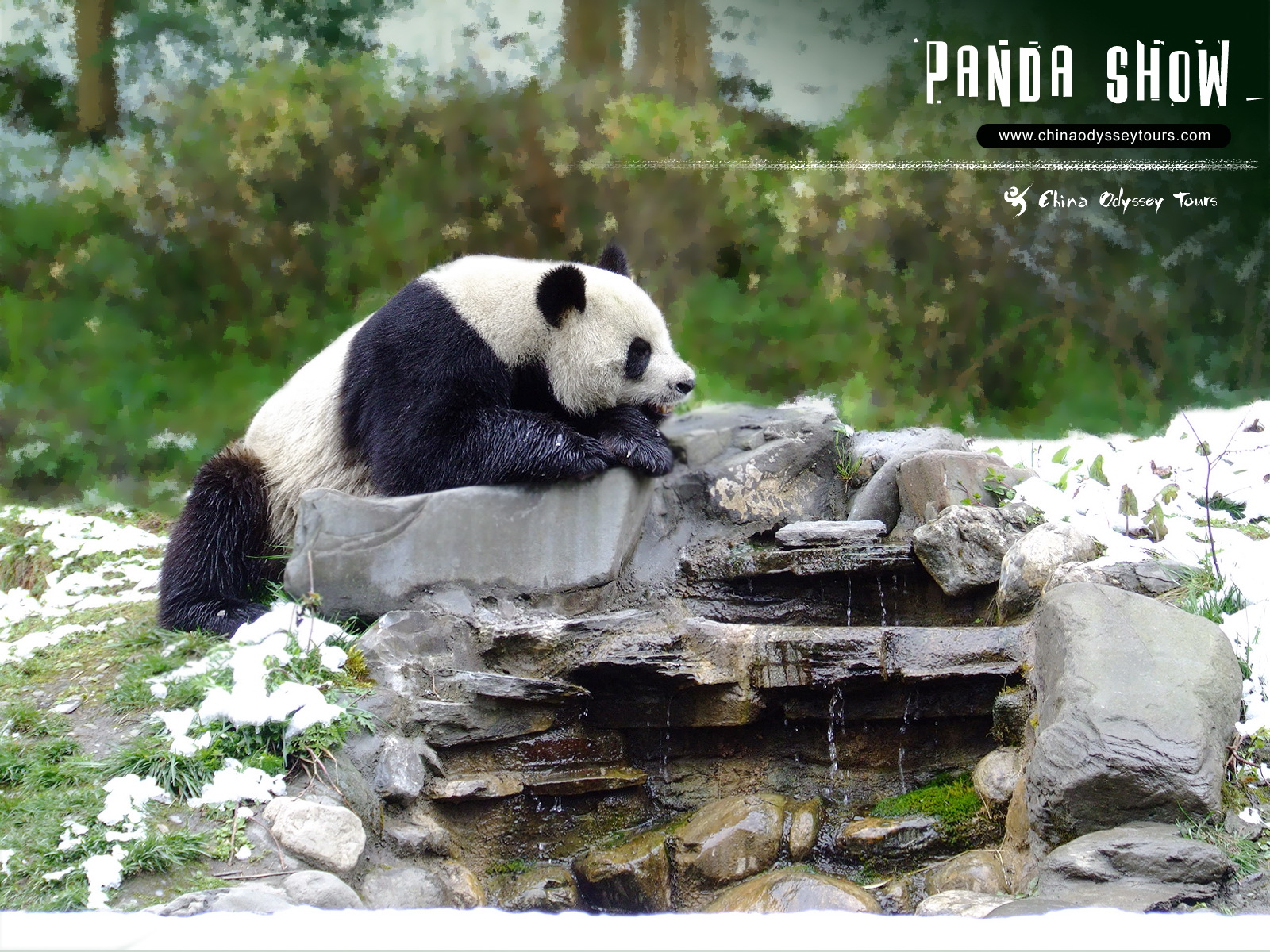 Beautiful Wallpapers: panda bear wallpaper