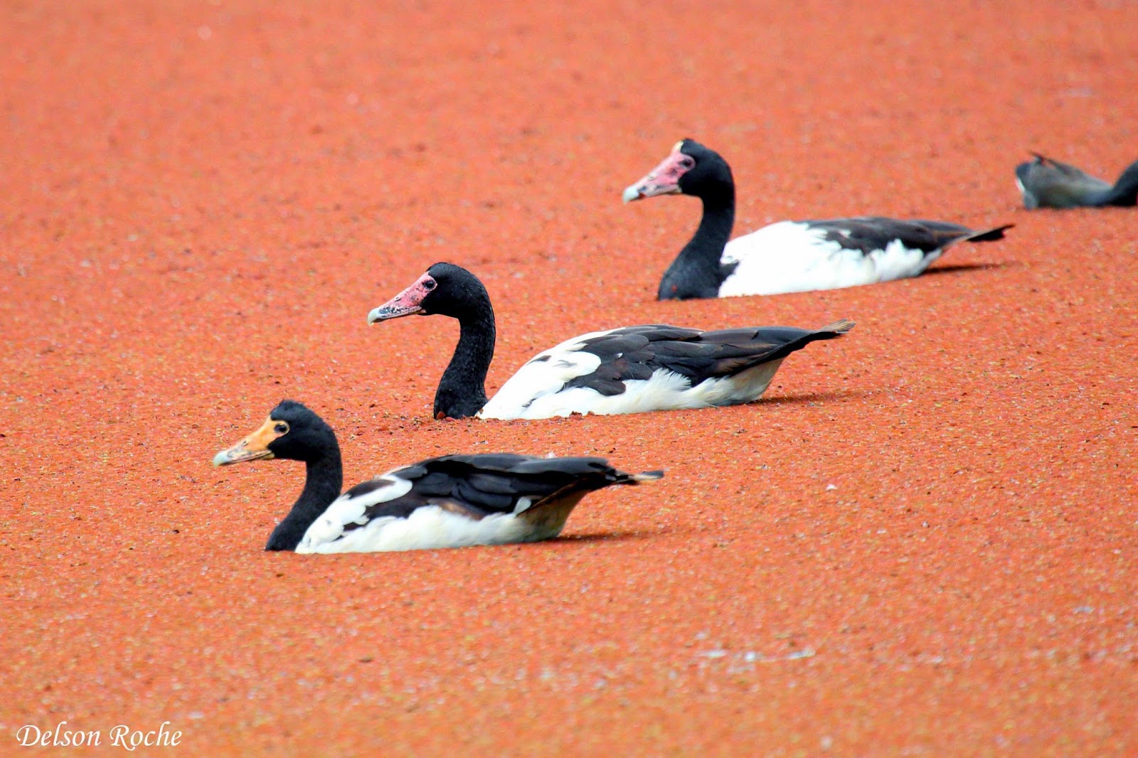 Friendly Animals Magpie Goose