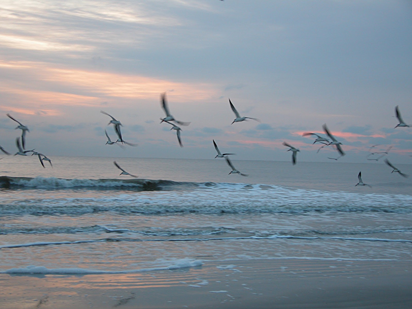 Why little birds fly together.