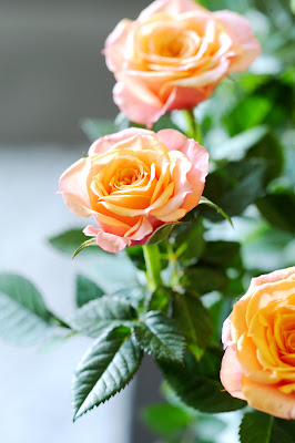 rosas flores