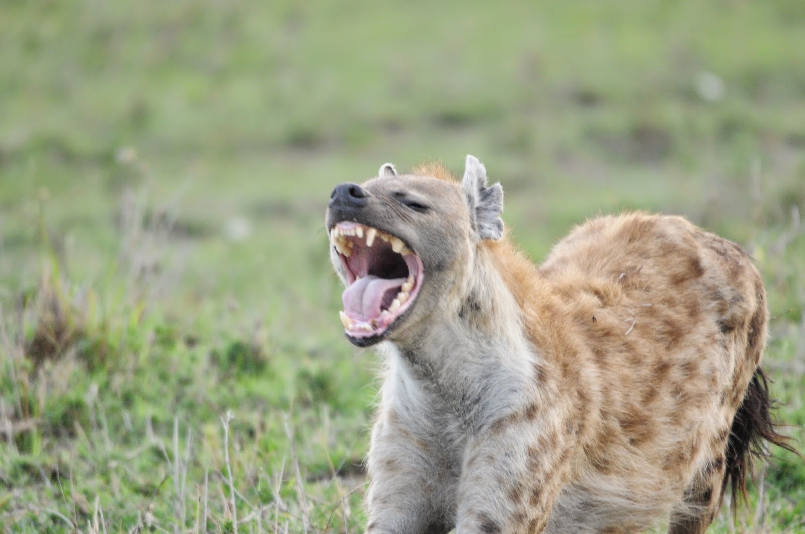 Notes From Kenya: MSU Hyena Research: JAWS!