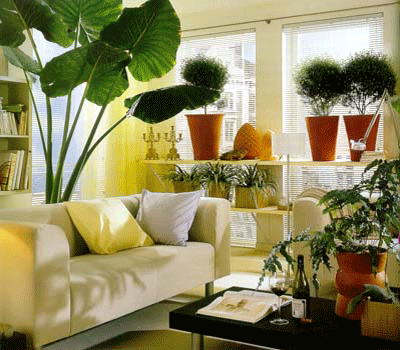 How To Decorate Home With Plants How To Decorate Home With Plants