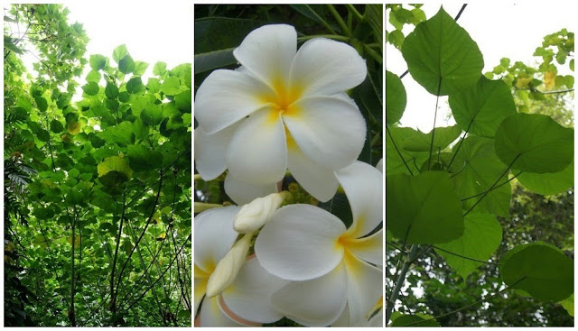 relax green kauai plants