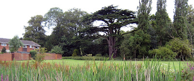 Cedar tree in St Stephen's field