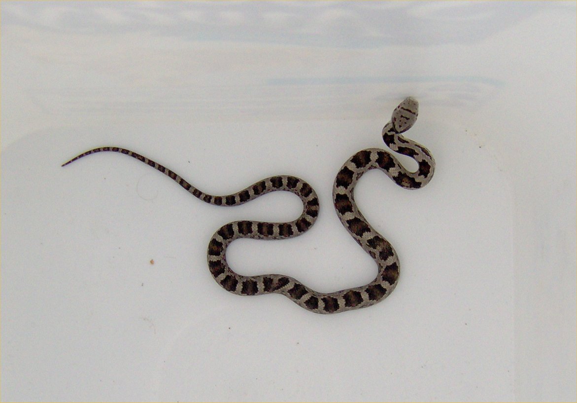 Always On Watch Semper Vigilans The Mighty Huntress