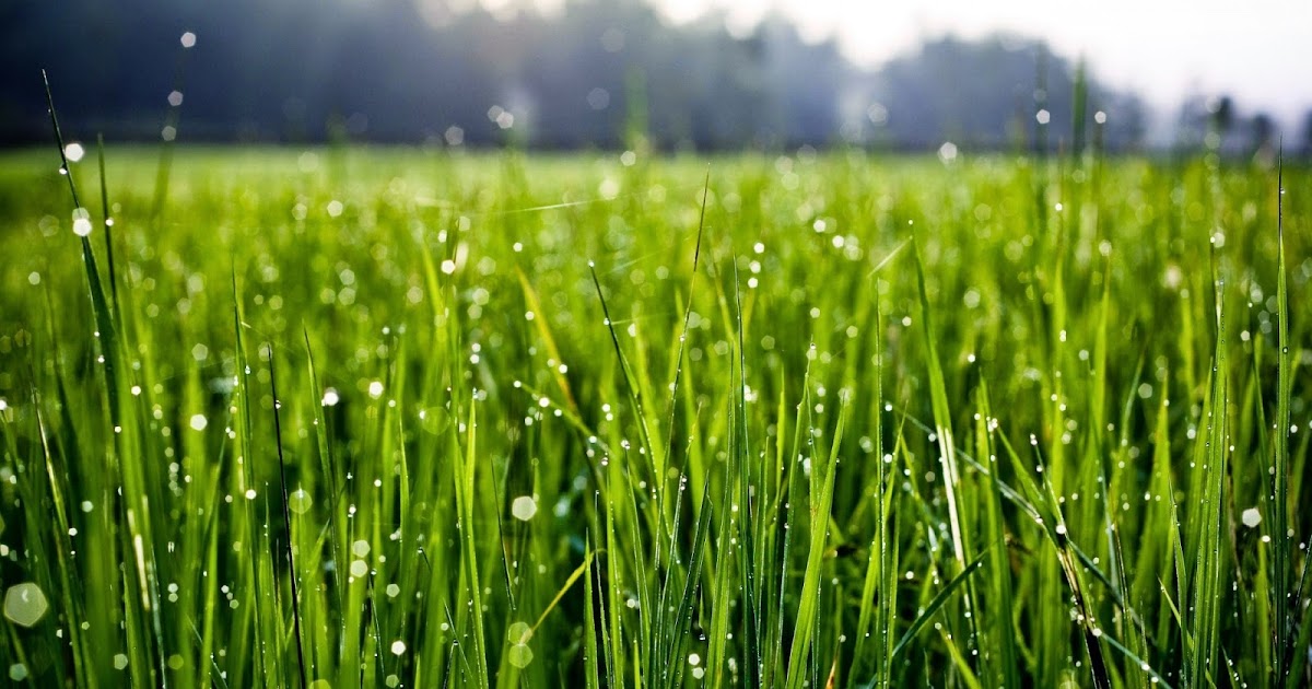 That was yesterday 1 Morning Dew Morning Dew [FULL ALBUM]