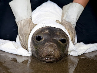 Baby Elephant Seal