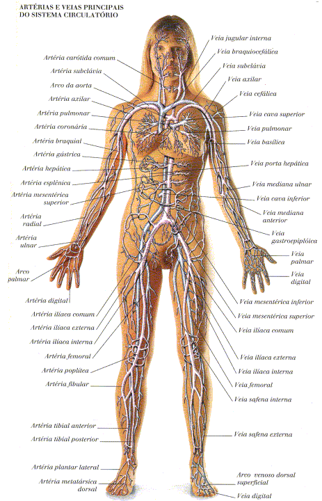 Foto corpo humano interno 12 Foto corpo humano interno 33