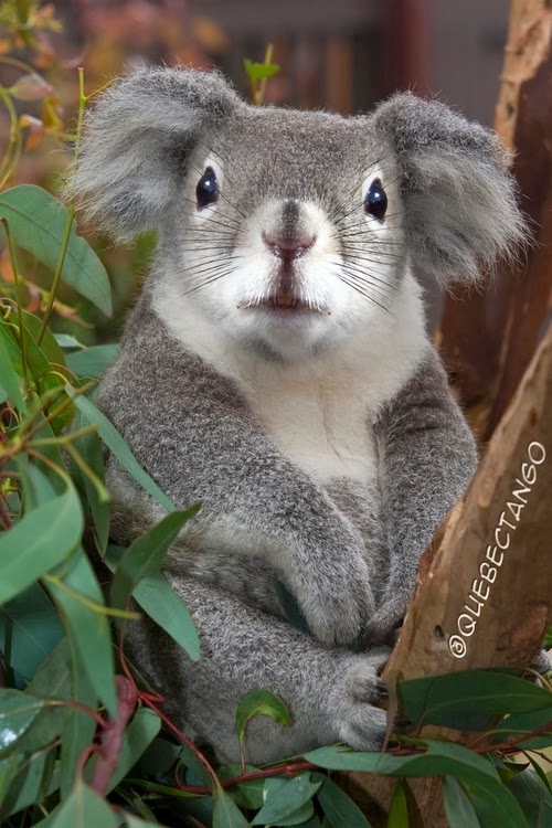 24-Squirrel-and-Koala-a-Squoala-Graphics-Designer-Digital-Taxidermist-Animangler-www-designstack-co