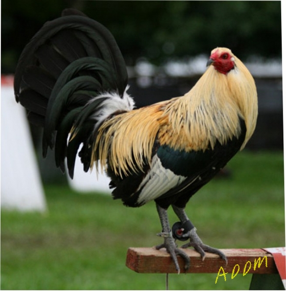 Gallos de pelea giros Imagui