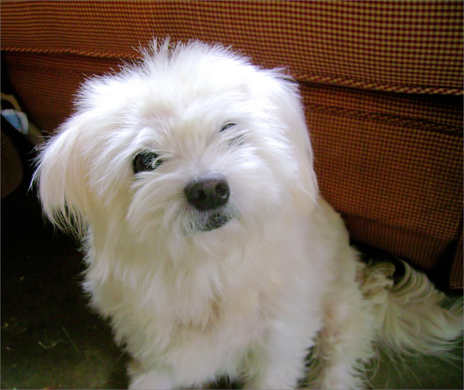 Becky Cooks Lightly Baking Dog Biscuits Again