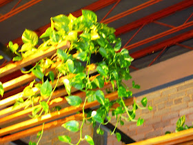 Inside ceiling of Ona cafe, showing rough brick wall, black ceiling with trusses and a suspended ceiling with a pot plant on it.