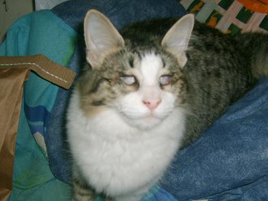 Adoptándonos: junio 2012