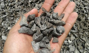 Best Quality of Palm Kernel Shell