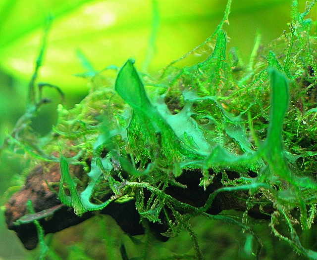 algas verdes para dibujar imagui azules verdes