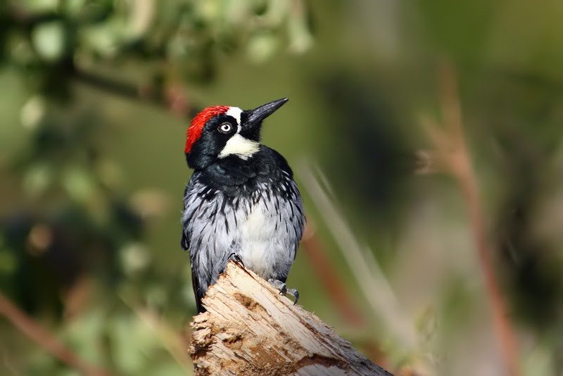 Phillip's Natural World: Woodpeckers of Florida