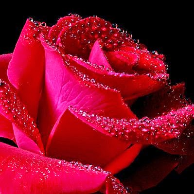 Flores Rojas, parte 4 Flores Rojas, parte 4