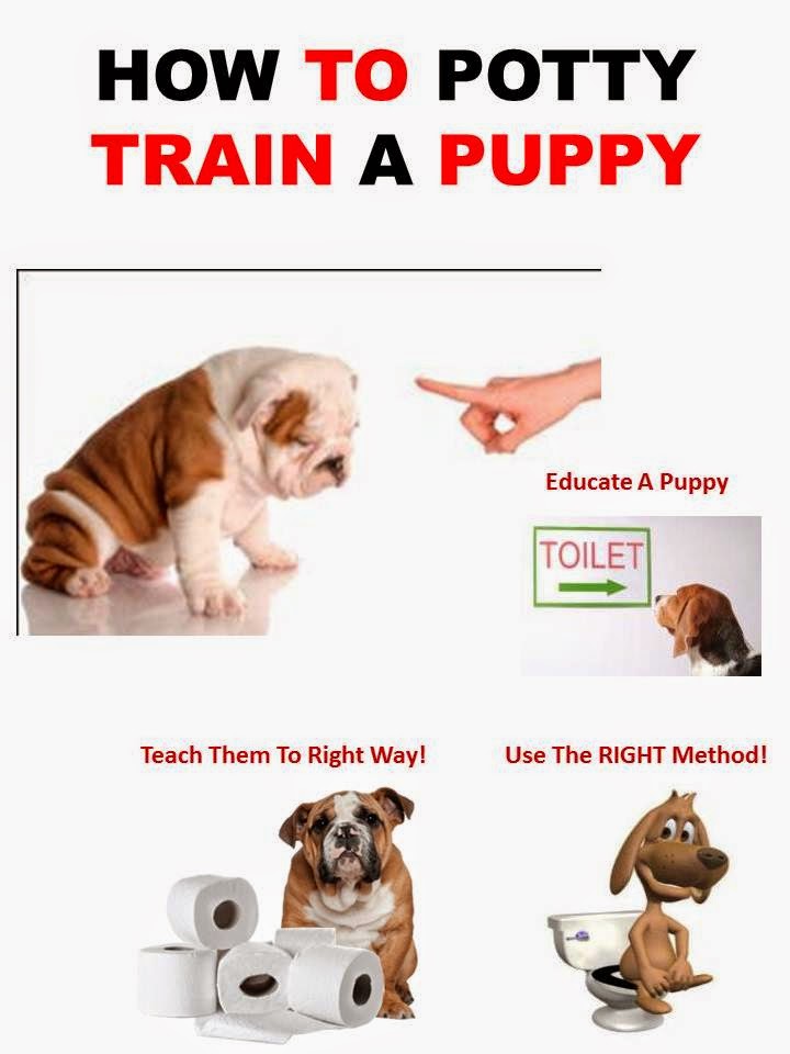 Puppy Potty Training Tips Sit Means Sit