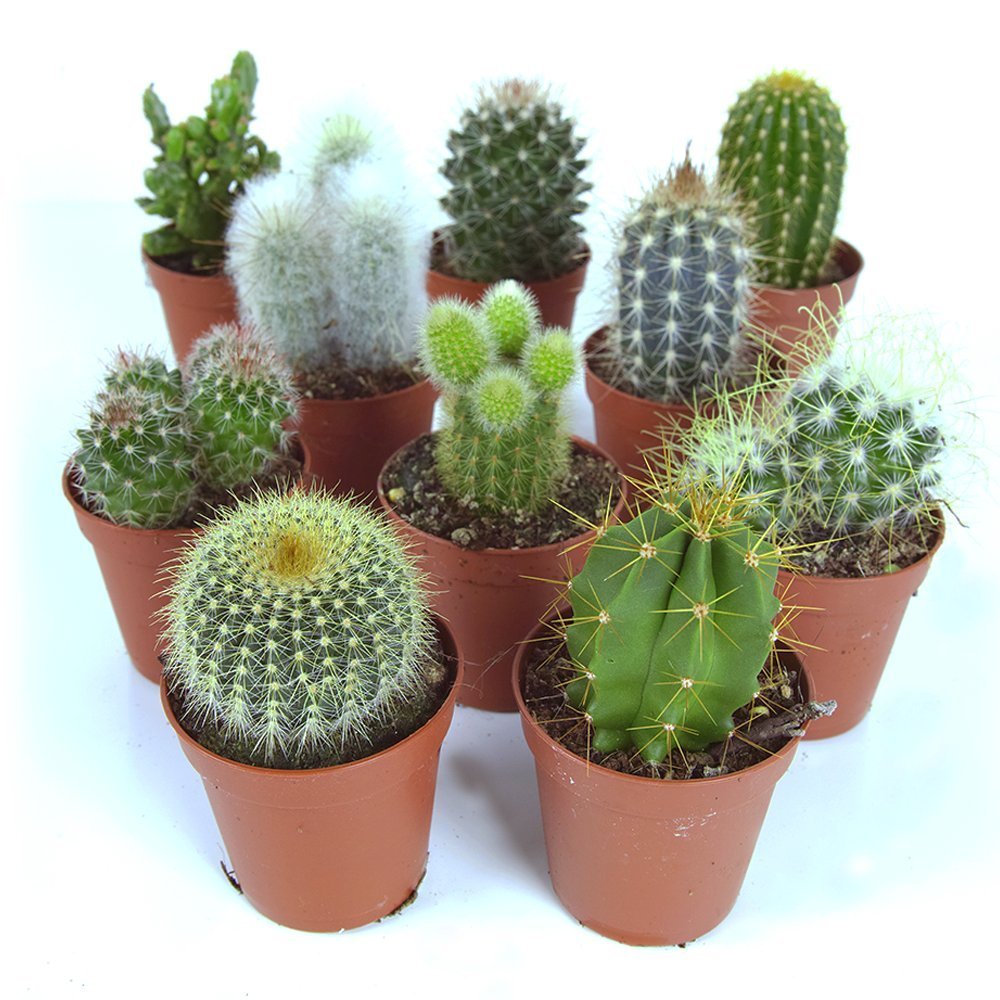 Hot Deals - Cactus Mix - 10 Plants