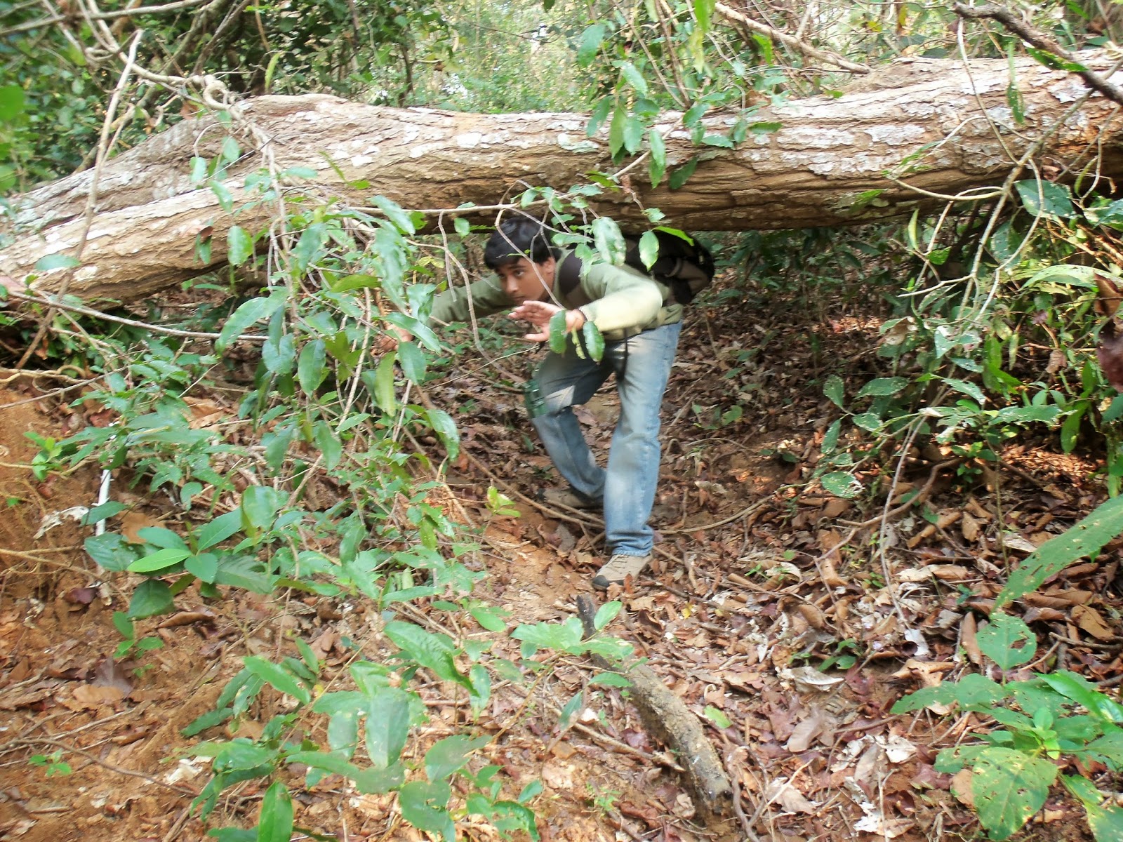 A Jungle Safari Kuldiha Wildlife Sanctuary in Odissa Ghumakkar
