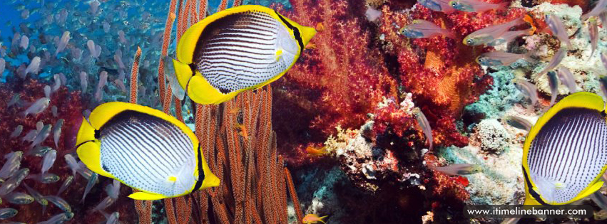 Facebook Timeline Banner Cover Banner Facebook Chat Code