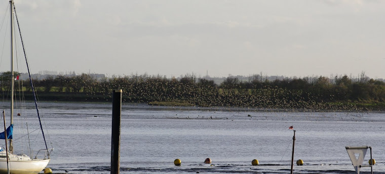 Abberton Reservoir