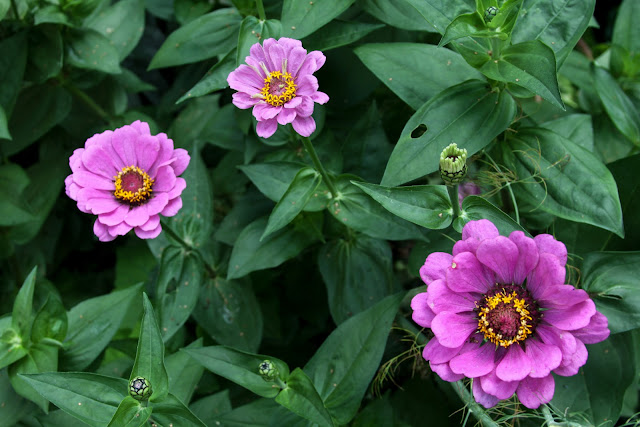 zinnias, pink zinnias, summer garden, Anne Butera, My Giant Strawberry