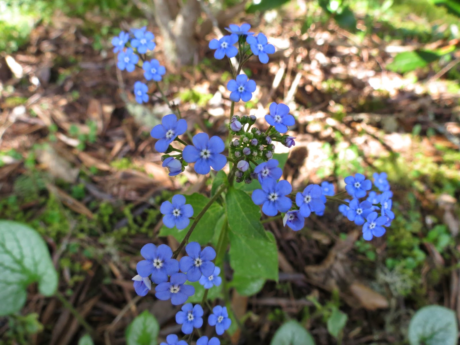 Why Won't My Forget-Me-Nots Bloom - Reasons For No Flowers On Forget-Me-Not  Plants