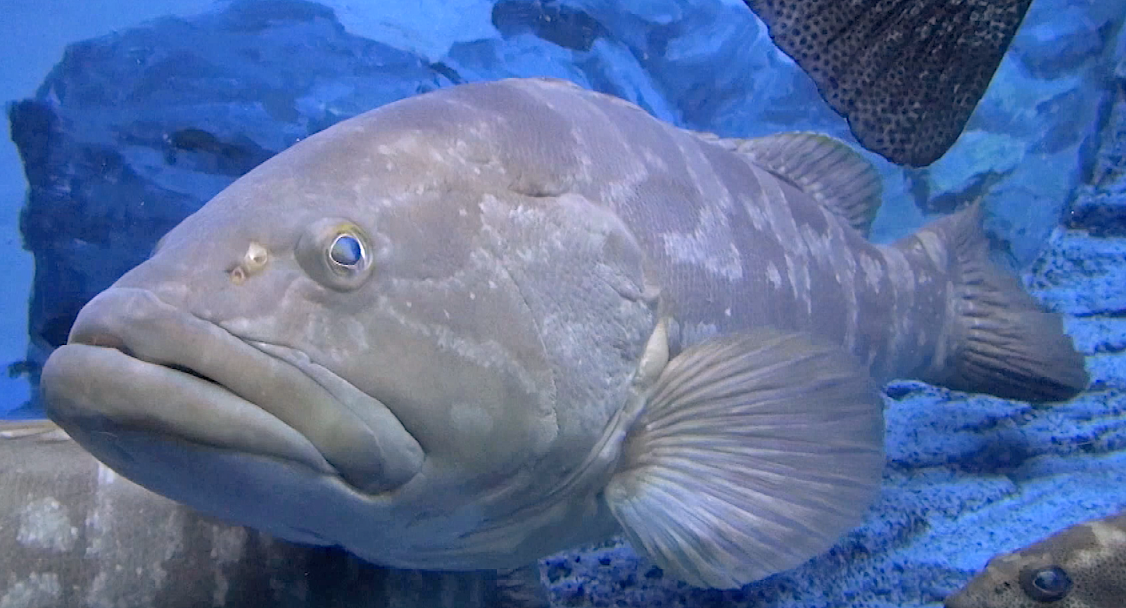 Aquarium Movies Japan Archive 生きている魚図鑑 クエ Longtooth Grouper Epinephelus Bruneus