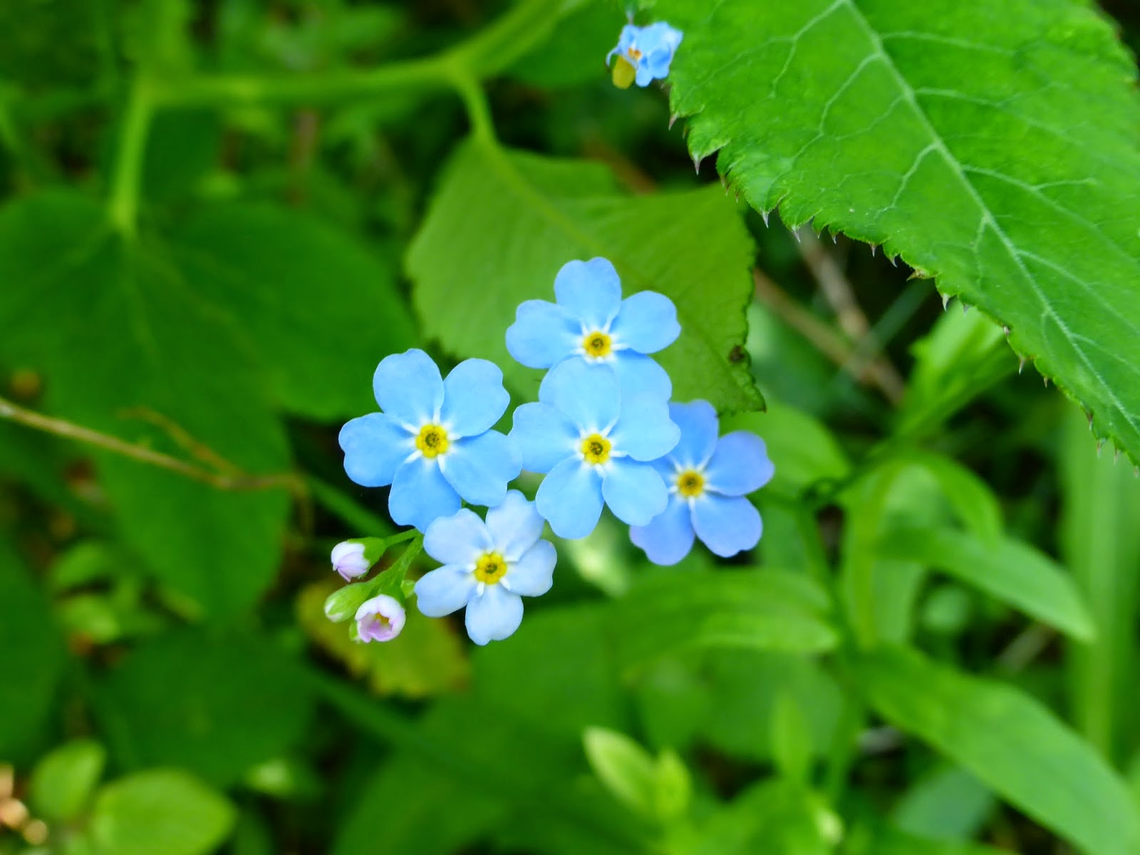 .Elaine's blog... Wildflowers of Northern Spain