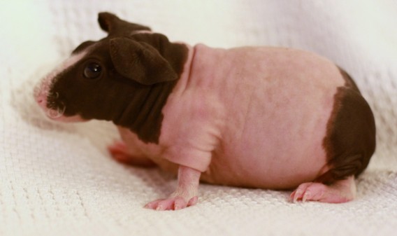 スキニーギニアピッグ かわいい