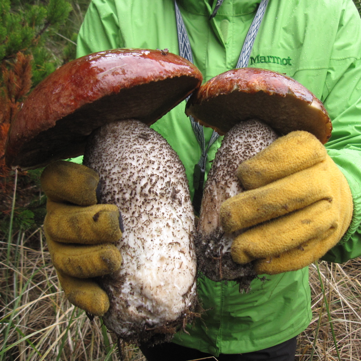 An Austin Homestead: Wild Edibles: Mushrooms