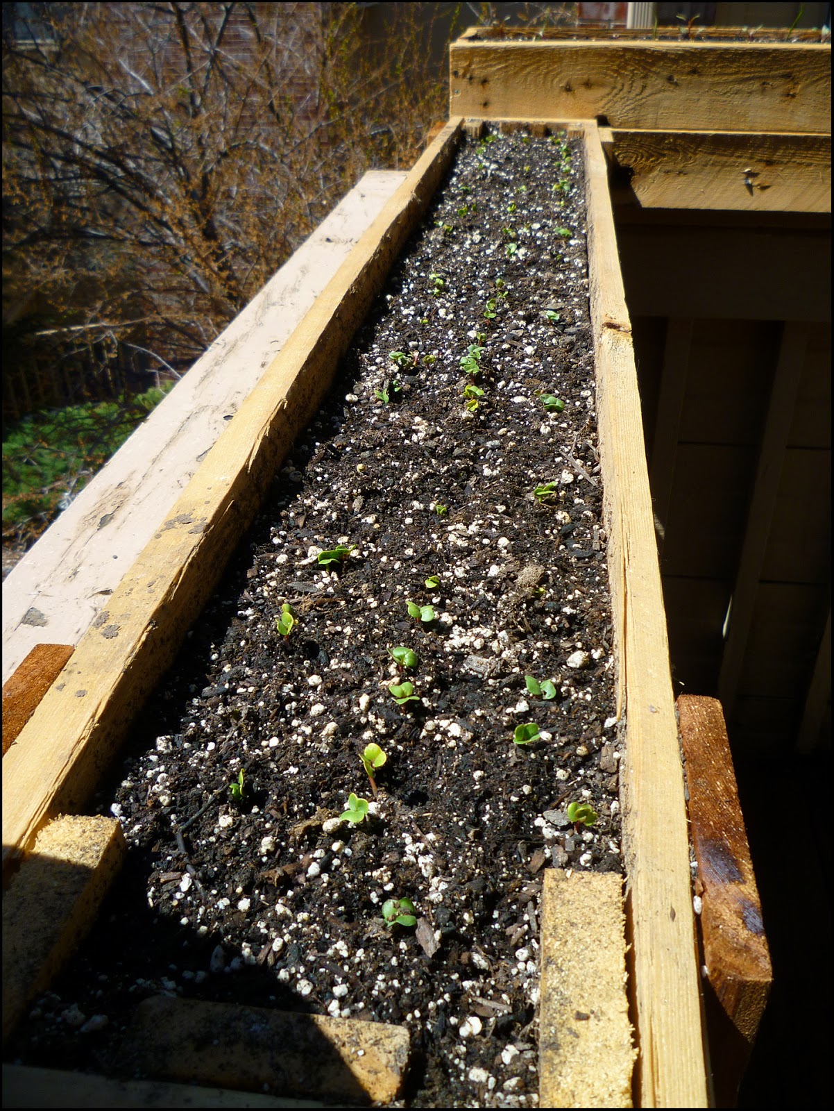 Patio of Pots Growing Radishes From Seeds