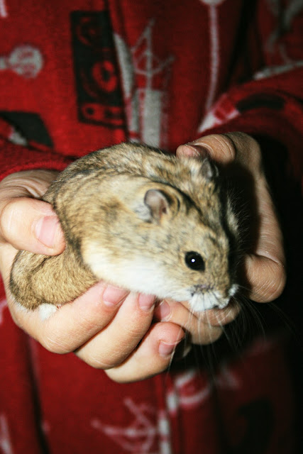 Two Bears Farm and the Three Cubs: November 2012