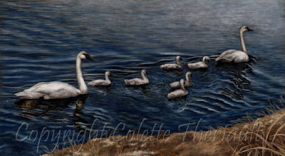 Trumpeter Swan Painting in Pastel by Wildlife Artist Colette Theriault