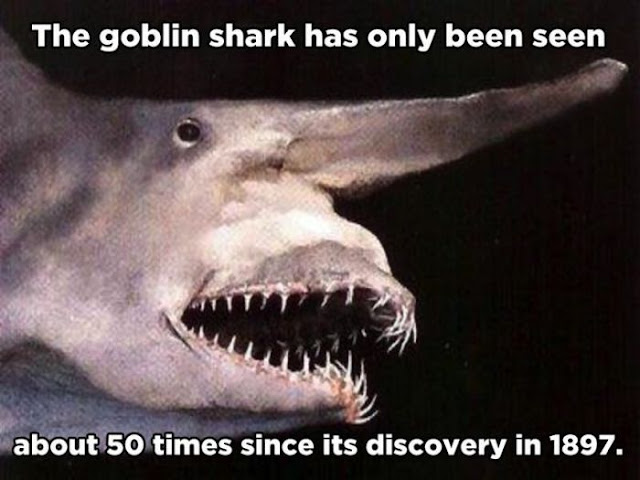 animal facts, amazing animal facts, facts about animals, the goblin shark has only been seen about 50 times since its discovery in 1897