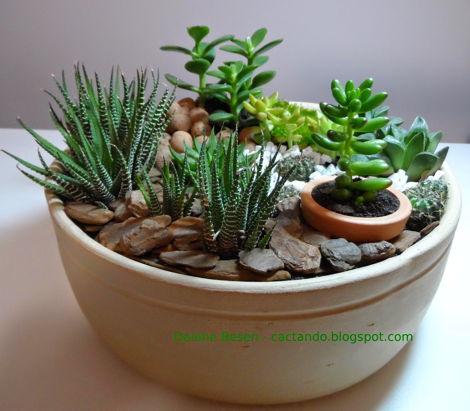 cuidados com as suculentas as plantas suculentas necessitam de cuidados com as suculentas as plantas suculentas necessitam de