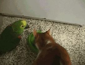 Funny animal gifs - part 112 (10 gifs), bird annoying cat