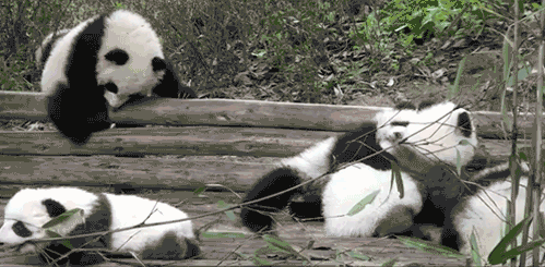Funny animal gifs, baby panda falling