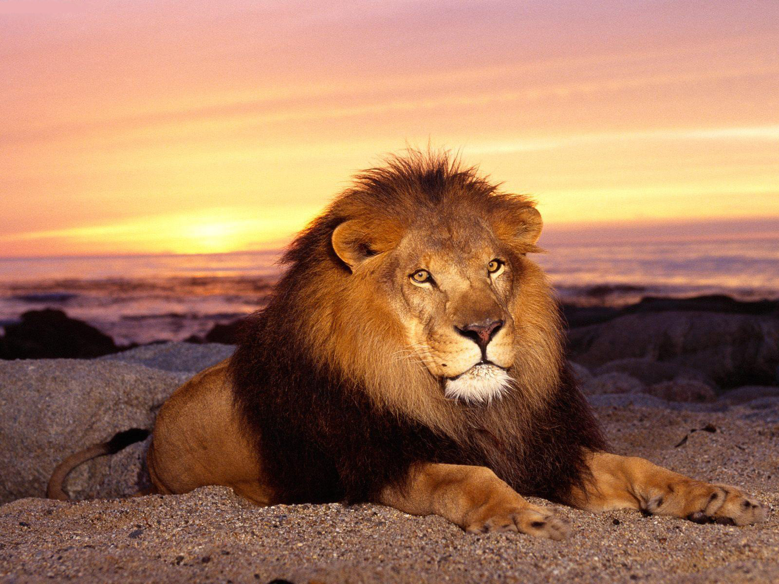 Black Background: HD Lion Wallpapers Pictures of Lions